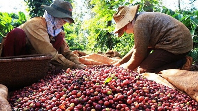Vietnam’s coffee exports jump to record high of 1.8 million tonnes - 1