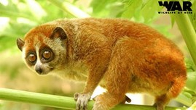 USAID launches wildlife crime tech challenge in Vietnam - 1