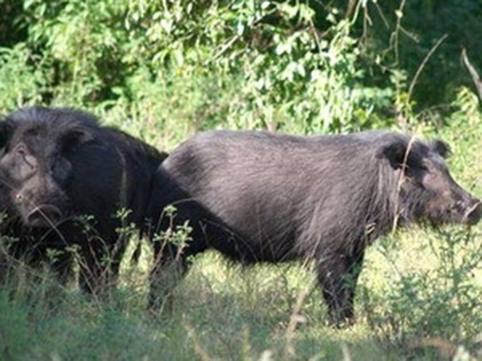 Rare wild animals returned to forest - 1