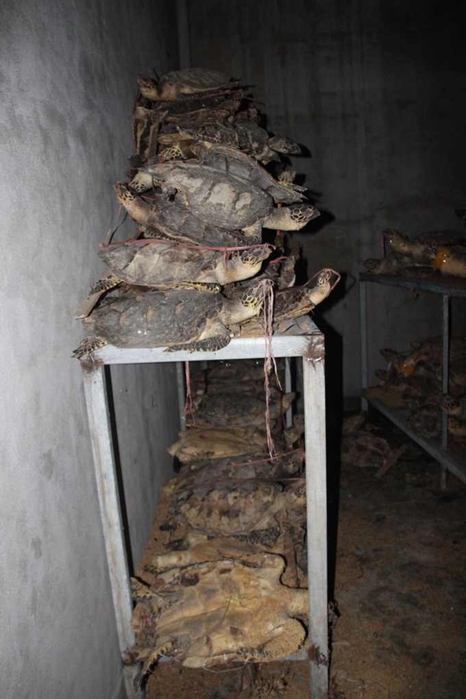 Shops in Khanh Hoa caught selling sea turtle shell - 1 Shops in Khanh Hoa caught selling sea turtle shell - 1