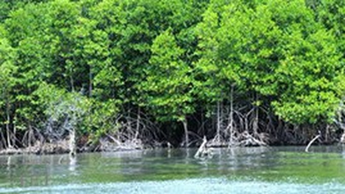 Kien Giang needs USD44 mil to cope with climate change - 1