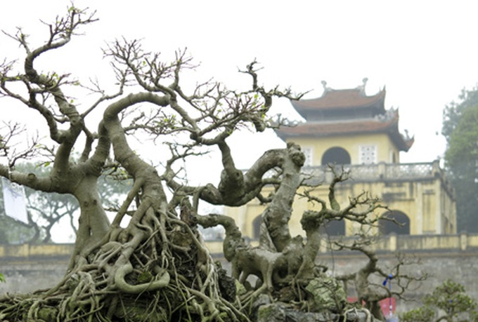 Rare bonsai exhibition in Hanoi - 15