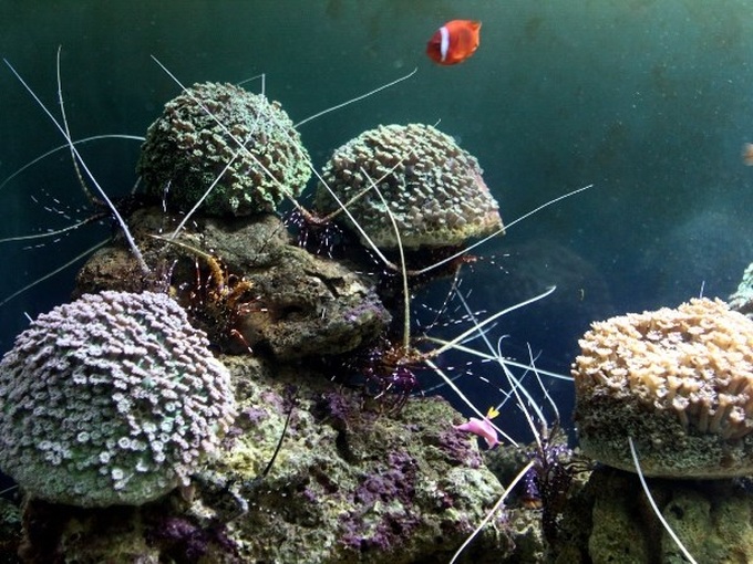 Strategy on marine environment protection announced - 1