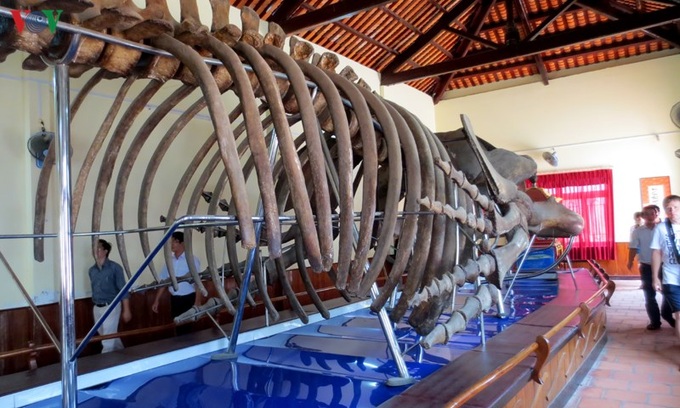 Largest whale skeleton in Southeast Asia - 4