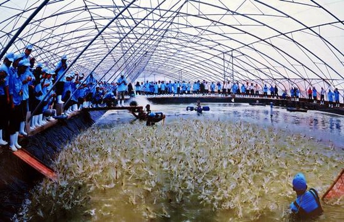 Vietnam’s fisheries sector aims for US$9 billion export turnover in 2018 - 1