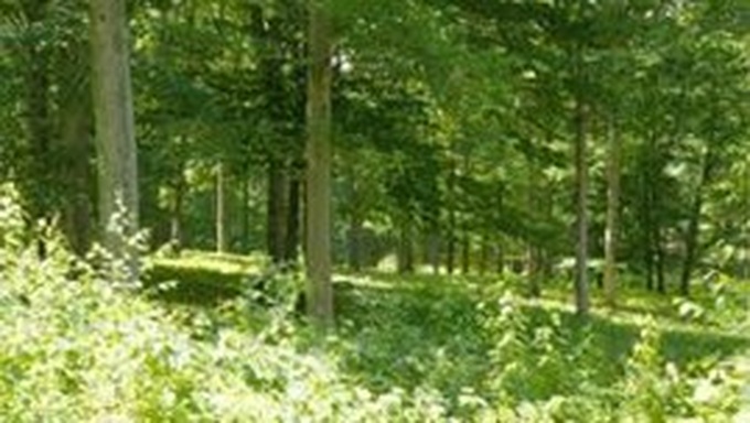 Forum discusses forest adaptation to climate change - 1