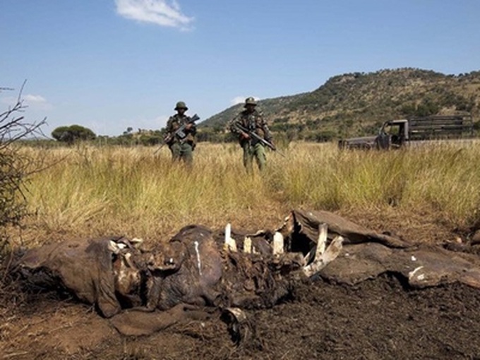 Vietnam struggles to control rhino horn smuggling - 1