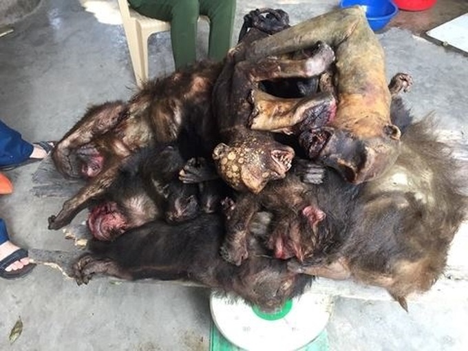 Woman found selling dead monkeys - 1 Woman found selling dead monkeys - 1