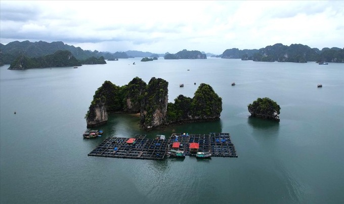 Quang Ninh proposes fish farming in the Ha Long Bay buffer zone - 1