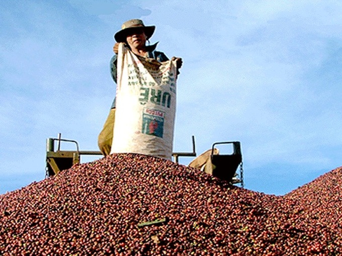 Vietnam’s coffee exports exceed 5 billion USD in 2023-2024 crop year - 1