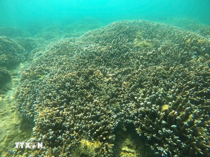 Nha Trang bay marine ecosystem records positive recovery - 1