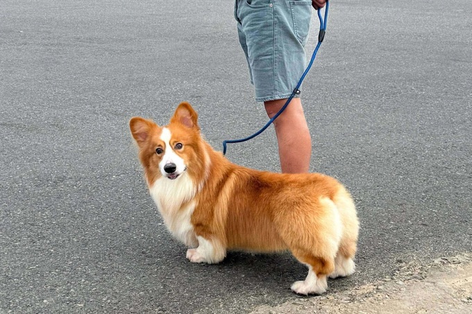 Pet care services see Tet surge in Ho Chi Minh City - 6 Pet care services see Tet surge in Ho Chi Minh City - 6