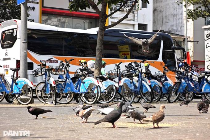 Pigeons foul public bike station in Ho Chi Minh City - 2