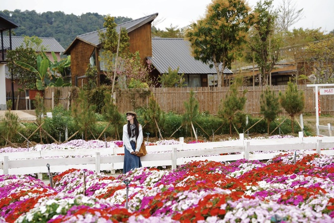 Tet visitors crowd Moc Chau as hotel prices surge - 2 Tet visitors crowd Moc Chau as hotel prices surge - 2