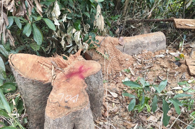 Over 2,000 square metres of natural forest cleared in Gia Lai - 3