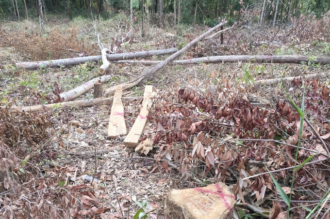 Over 2,000 square metres of natural forest cleared in Gia Lai - 2