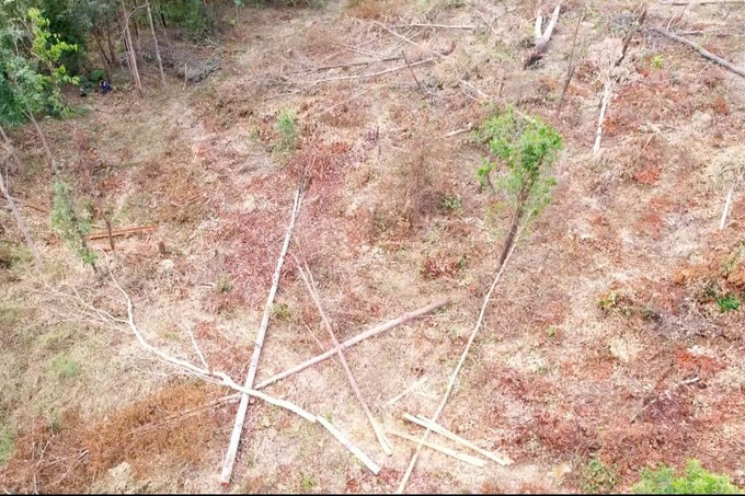 Over 2,000 square metres of natural forest cleared in Gia Lai - 1