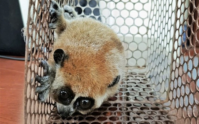 Rare slow loris found and released in Lam Dong - 1
