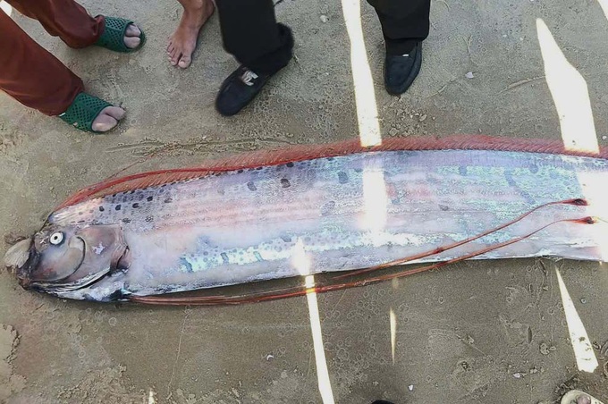 Rare four-metre oarfish washes ashore in Lam Dong - 1