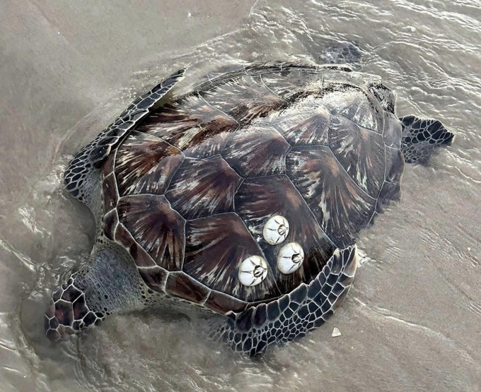 Dead sea turtle washes ashore in Lam Dong - 1