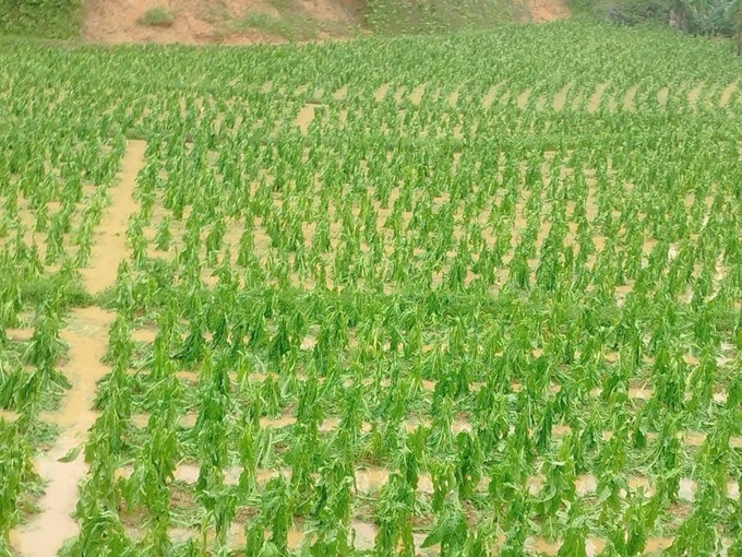 Hailstorm damages crops and homes in Cao Bang - 3