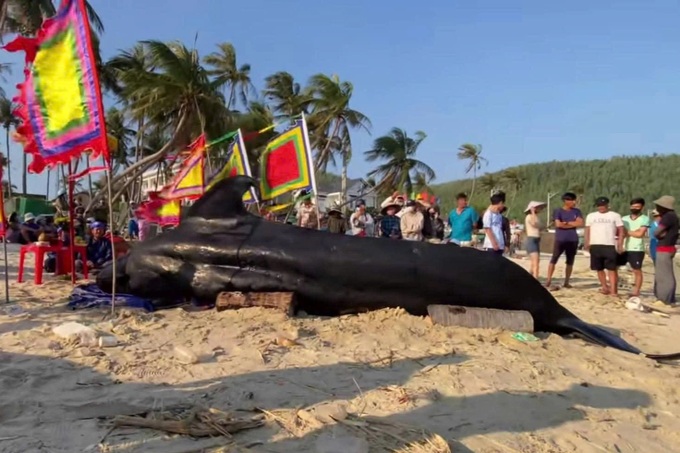 10-metre whale washes ashore on Dak Lak coast - 1
