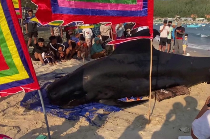10-metre whale washes ashore on Dak Lak coast - 2