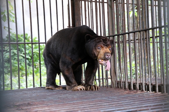 Four rescued bears transferred to Bach Ma National Park - 2 Four rescued bears transferred to Bach Ma National Park - 2