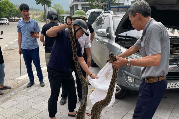 10kg python found under car bonnet in Lao Cai - 2