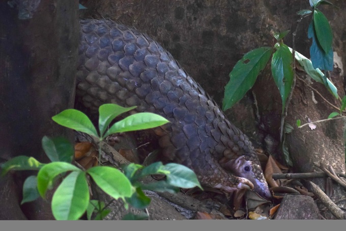 Nine rescued pangolins released into Hue forest - 1