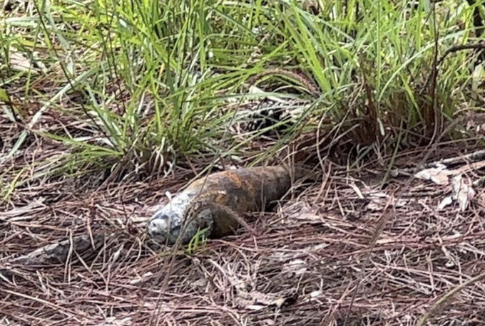 Wartime mortar shell found on pine hill in Lam Dong - 1