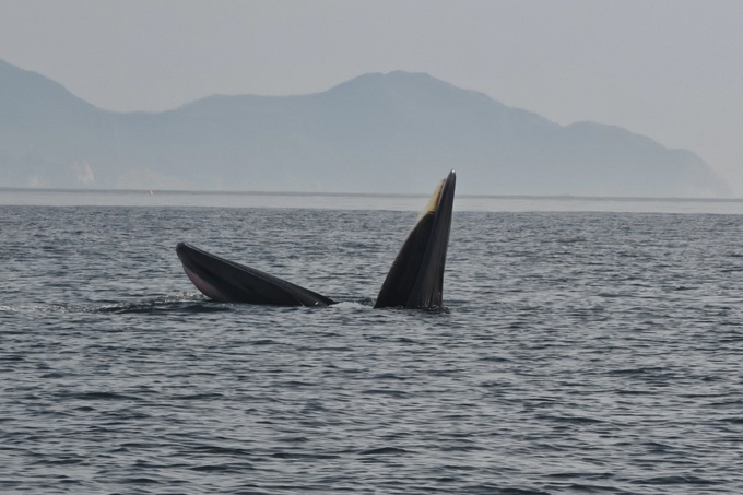 Dak Lak warns against close range whale chasing for photos - 3