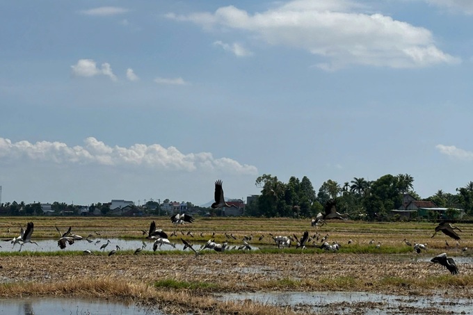 Rare storks flock to Dak Lak rice fields - 2