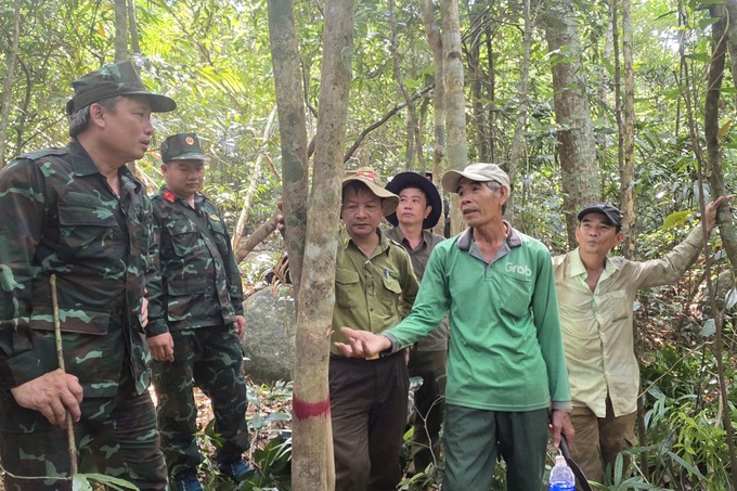 Rare century old tea forest discovered on Dak Lak mountain - 1