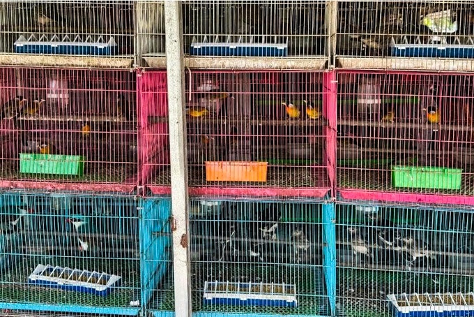 Nearly 300 birds seized in Tay Ninh over unclear origin - 2