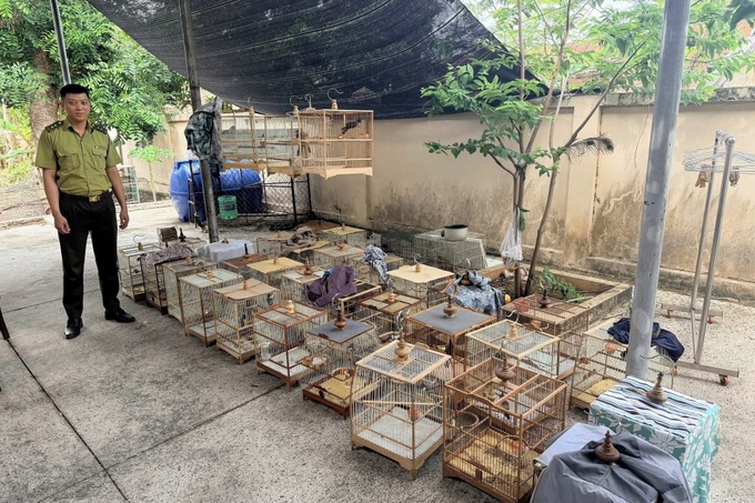 Ho Chi Minh City seizes 35 red-whiskered bulbuls - 1