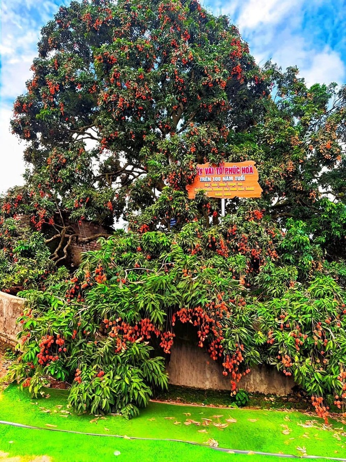 Century-old lychee tree in Bac Ninh yields 800kg of fruit - 1