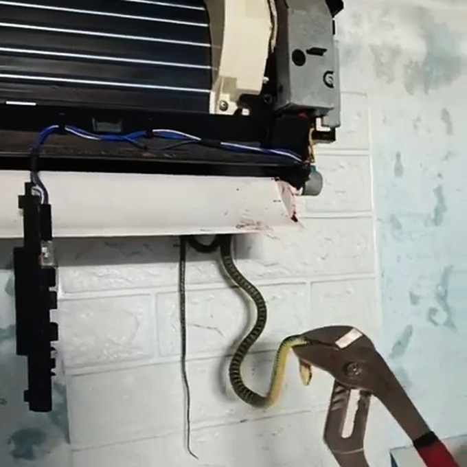 Four snakes found nesting inside household air conditioner - 1 Four snakes found nesting inside household air conditioner - 1