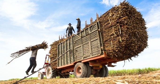 Smuggled sugar undercuts Vietnam’s domestic producers - 1