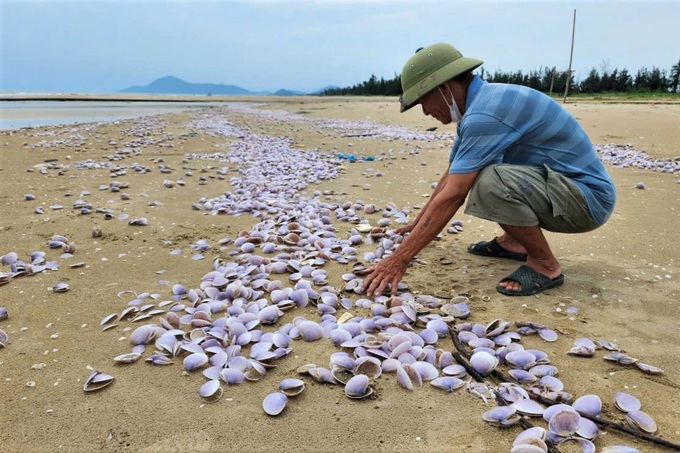 Tonnes of dead clams wash ashore on Ha Tinh beach - 1 Tonnes of dead clams wash ashore on Ha Tinh beach - 1