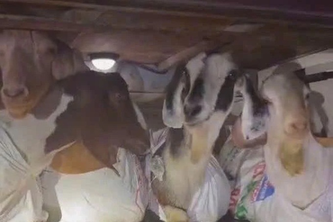 Khanh Hoa coach operator fined after six goats found in luggage compartment - 1