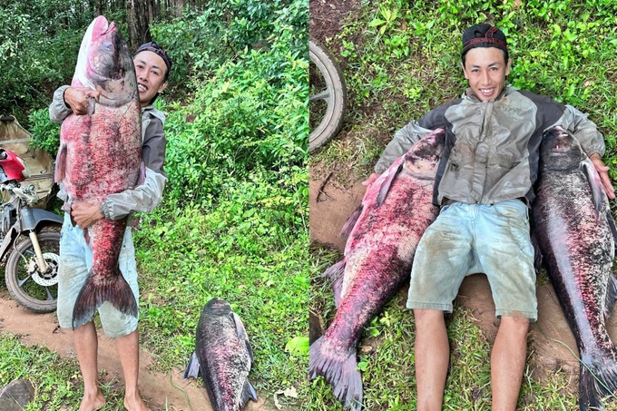 Fisherman catches giant carp weighing more than 30kg in Gia Lai lake - 1