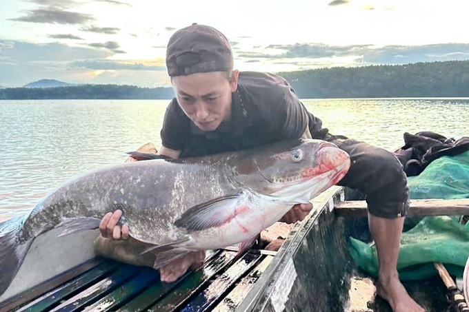 Fisherman catches giant carp weighing more than 30kg in Gia Lai lake - 2