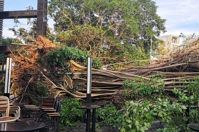 Huge tree uproots and blocks road in central Ho Chi Minh City - 2