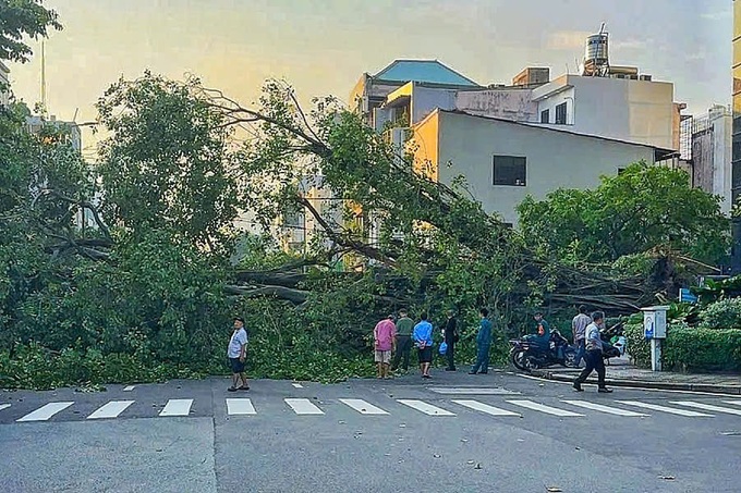 Huge tree uproots and blocks road in central Ho Chi Minh City - 1
