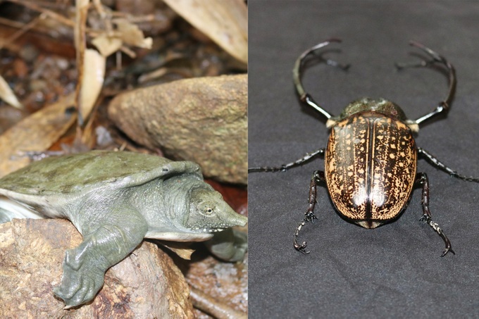 Critically endangered golden tortoise among species found at Chu Mom Ray - 2