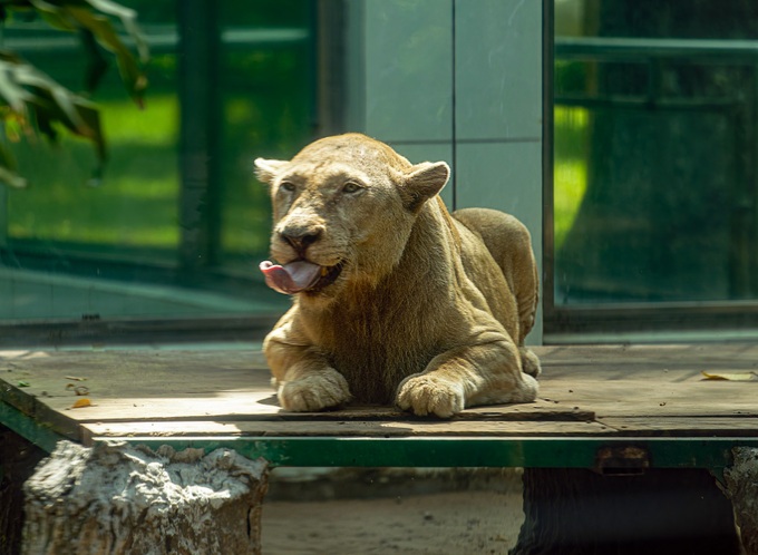 Rare white lion, the last of its kind at Saigon Zoo, dies aged 18 - 2