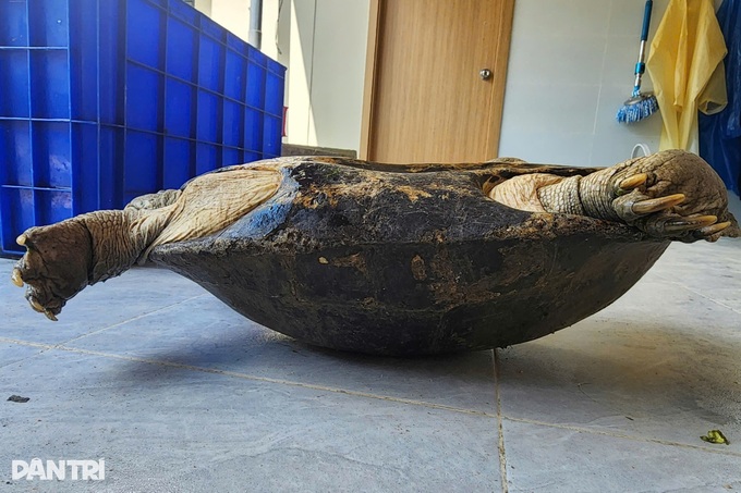 Ho Chi Minh City resident hands rare turtle to police - 2