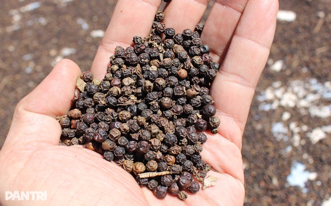 Vietnam's pepper exports earn USD 1.39 billion in nine months - 1