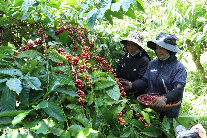 Buon Ma Thuot targets population of over 1 million by 2050 - 2